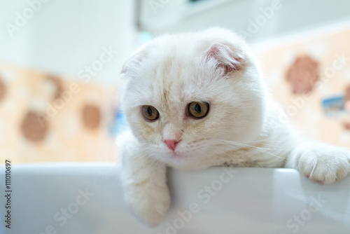 Scottish Fold kitten lying in sink in bathroom