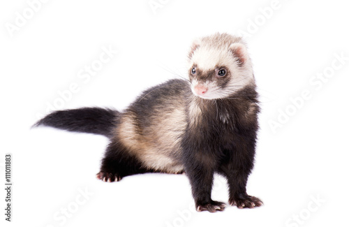 Cute little ferret