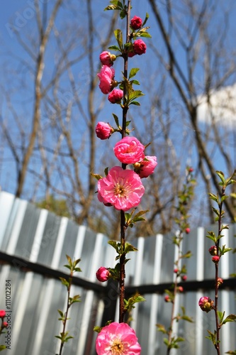 Цветы розовые на дереве