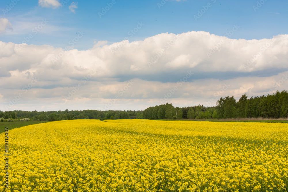  Rapeseed on the background of the blue sky 