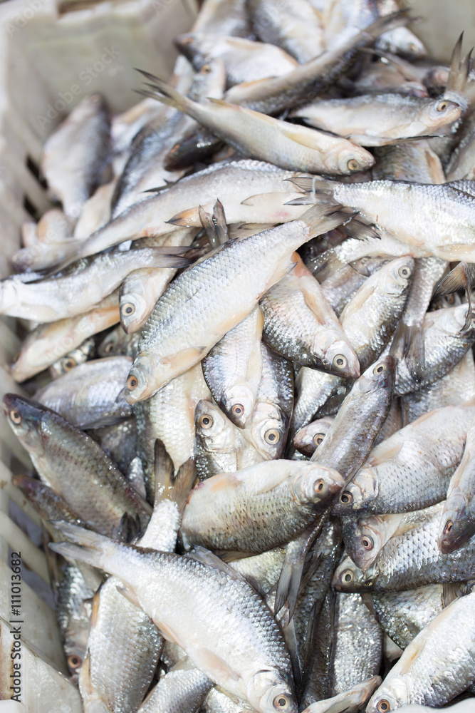 Fototapeta premium salted fish in brine as background