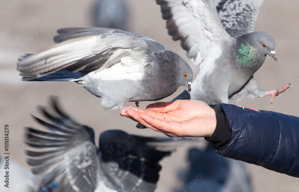 Fototapeta premium Pigeon on the hand on nature