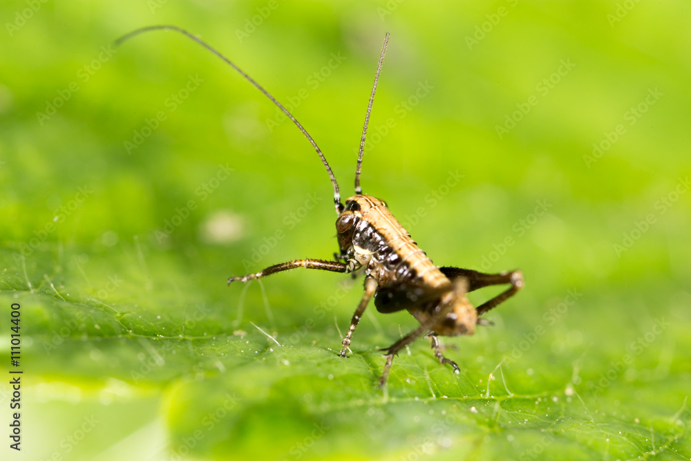 Grasshopper on a green leaf. macro Grasshopper on a green leaf. macro
