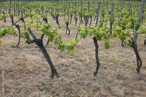  vine under the rays of the spring sun photo