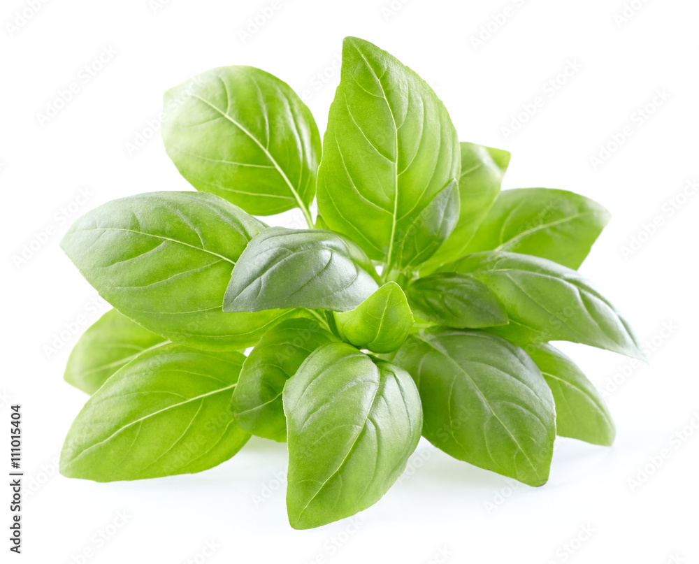 Basil leaves on a white background Basil leaves on a white background