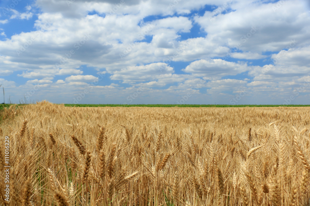 Wheat field against a blue sky Wheat field against a blue sky