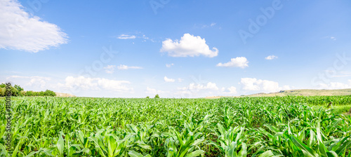 Fresh green young corn field on a sunny day with a blue sky suggesting organic agriculture