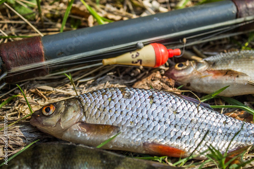 fish perch,roach and bream with old fishing tackle