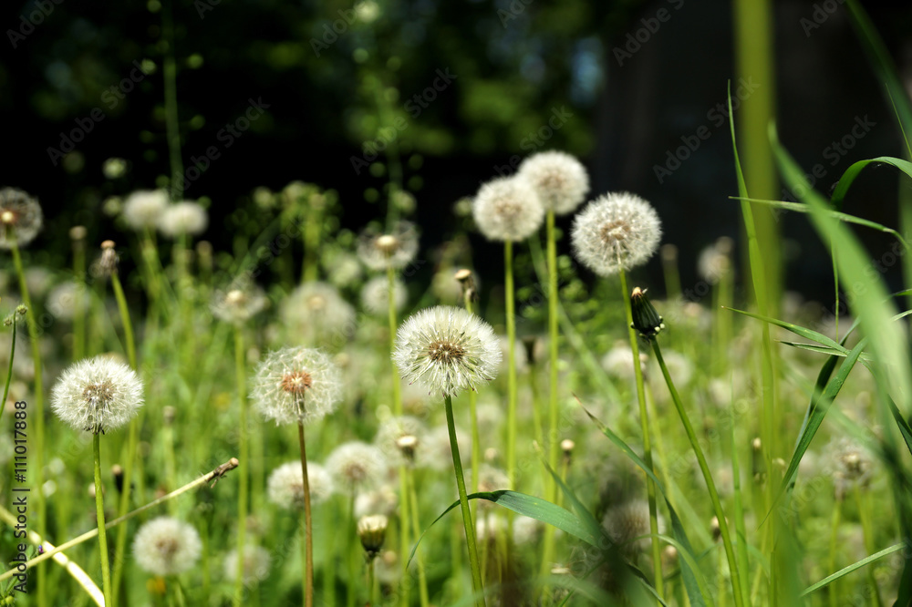 Mature dandelions on a lawn in the city yard