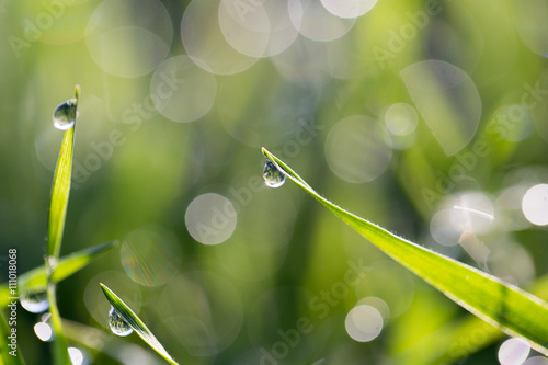 drops of dew on the grass in nature
