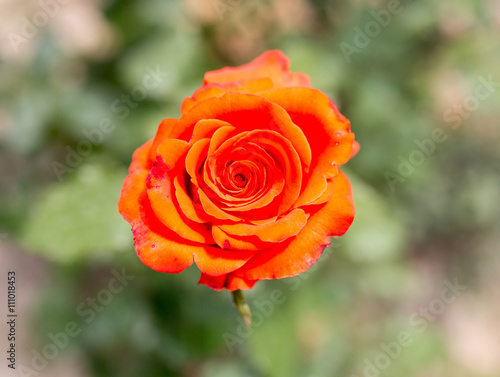 beautiful red rose in nature