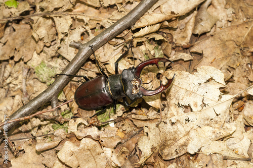 Stag beetle (Lucanus cervus) male photo