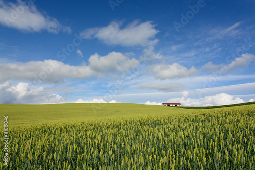Japan Hokkaido Wheat Field