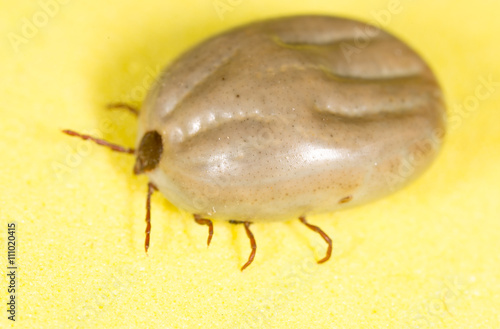 beetle mite on a yellow background
