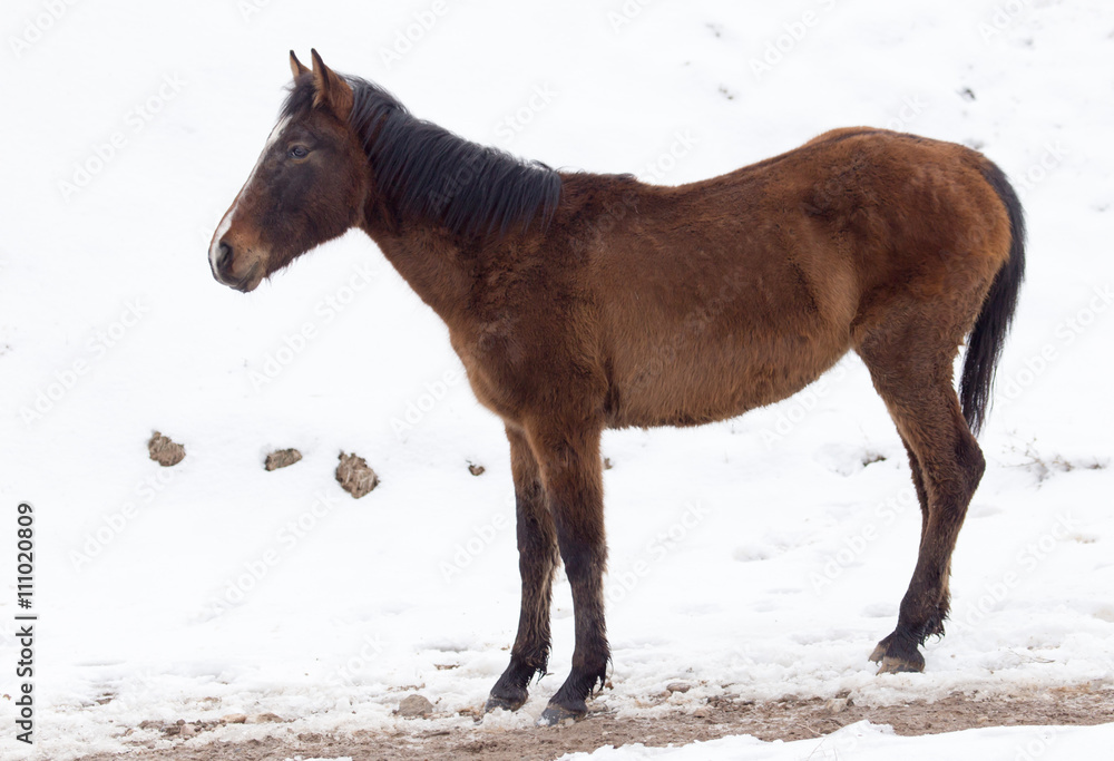 horse on nature in winter horse on nature in winter