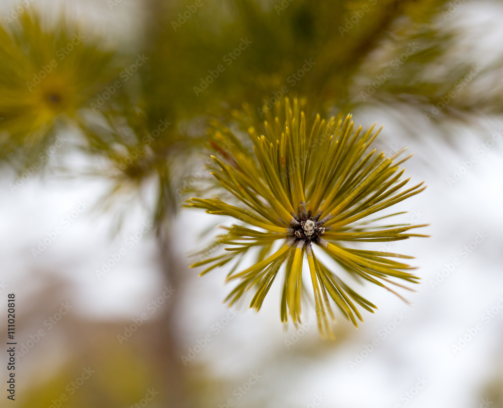 Fototapeta premium green needles on the tree in nature