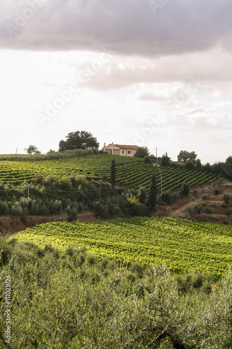 Summer Tuscan green hills with vineyards. On the horizon - the house among trees