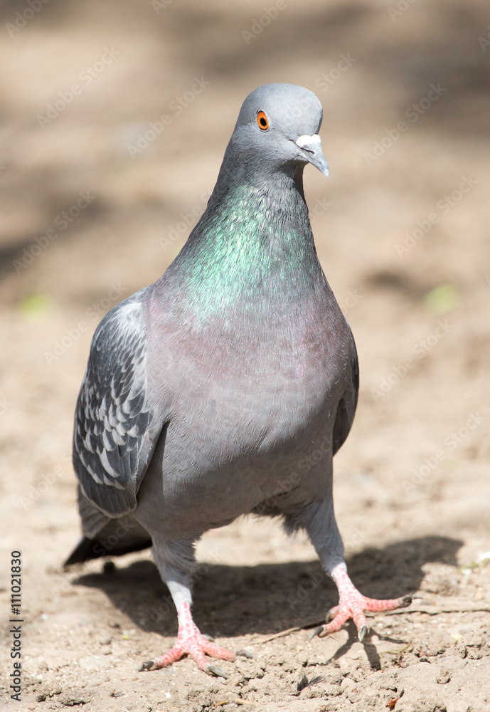 pigeon in the park on the nature