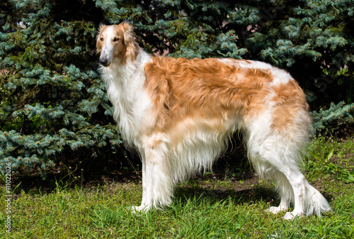 Fototapeta Naklejka Na Ścianę i Meble -  Borzoi Russian brown. The Borzoi Russian dog is on the green grass.