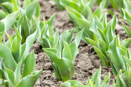 green leaves of a tulip in nature