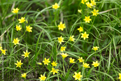 Fototapeta Naklejka Na Ścianę i Meble -  small yellow flower in nature