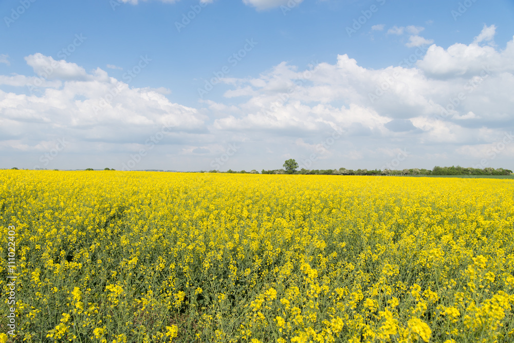 Field sown oilseed rape