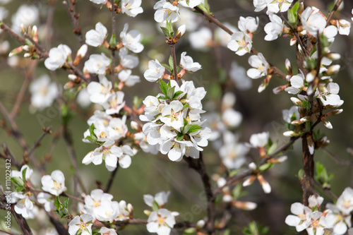 beautiful flowers on the tree in nature