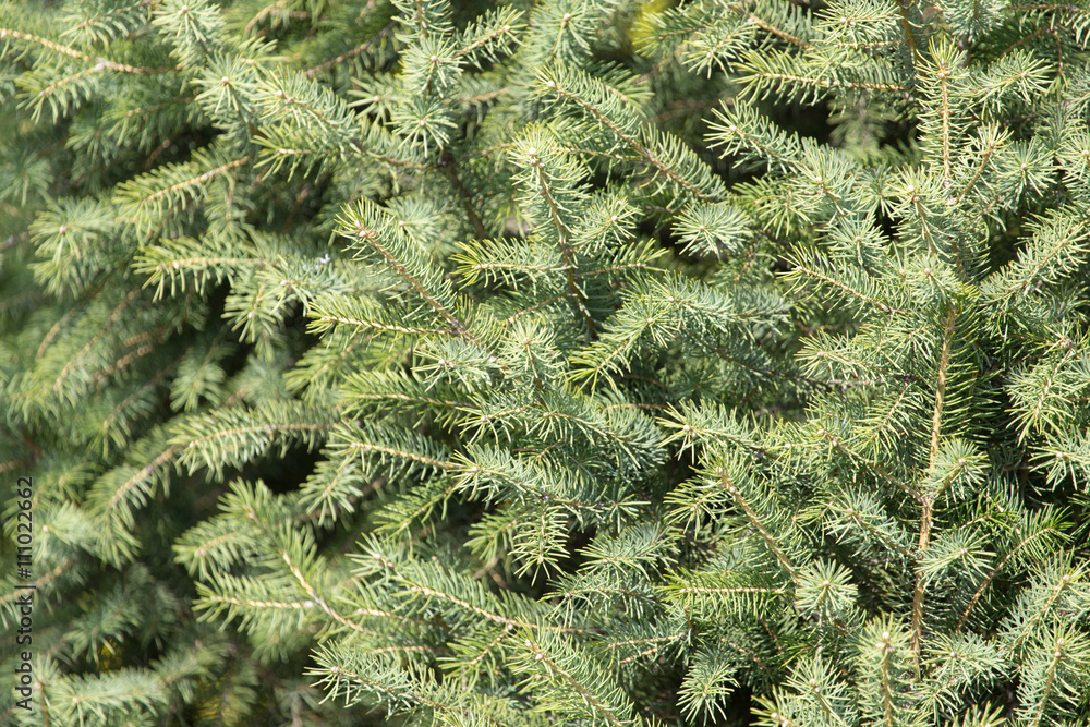 Beautiful green coniferous tree in nature Beautiful green coniferous tree in nature