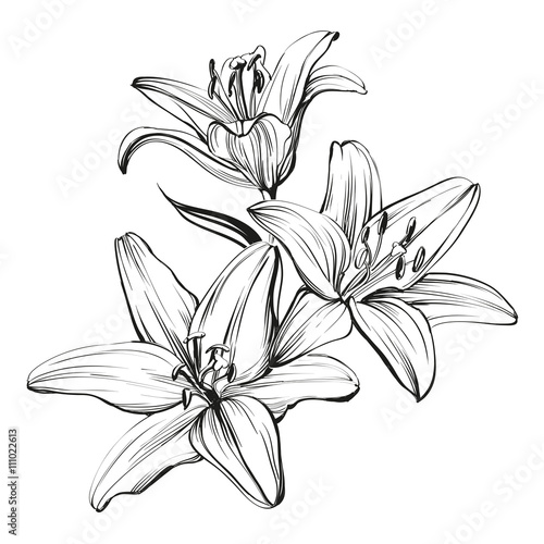 floral blooming lilies hand drawn vector illustration  sketch
