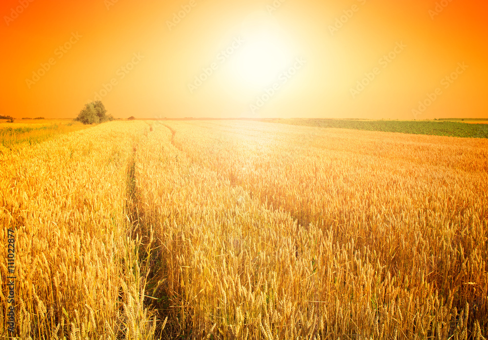 Obraz premium wheat field at the sunset