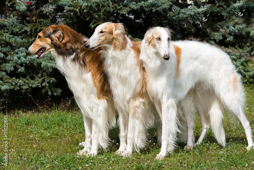 Fototapeta Naklejka Na Ścianę i Meble -  Borzoi Russian triad. The Borzoi Russian dog is on the green grass.