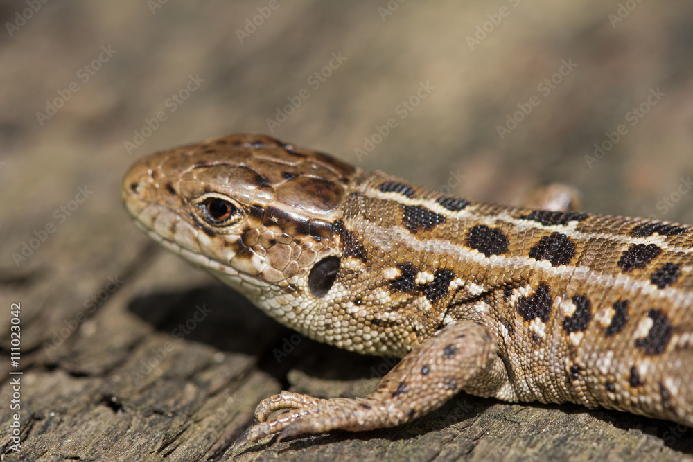 The head of the sand brown lizard, Lacerta agilis. Russia. The head of the sand brown lizard, Lacerta agilis. Russia.