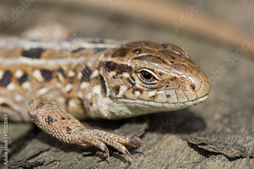 The head of the sand brown lizard, Lacerta agilis. Russia.