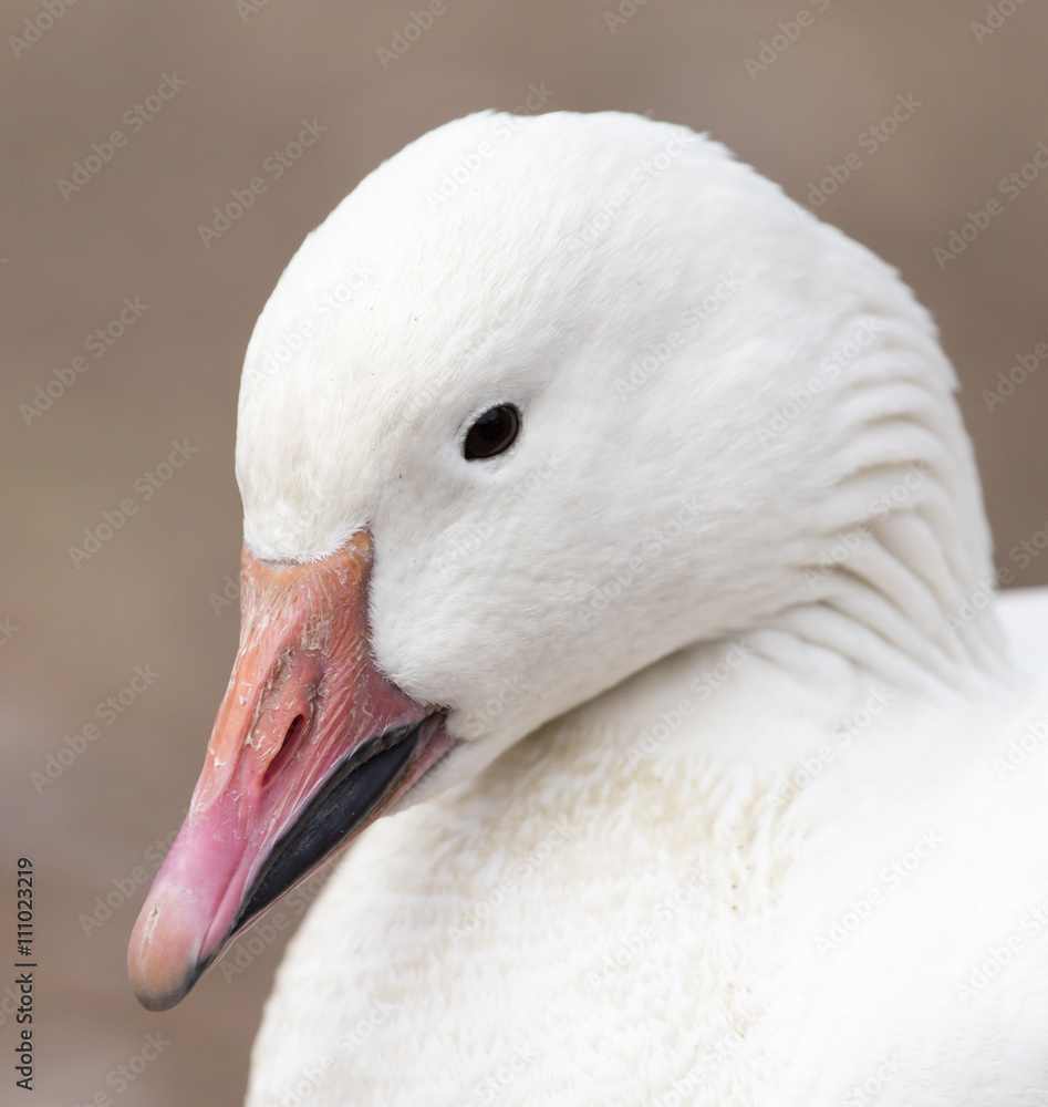 Fototapeta premium Duck in a park on the nature