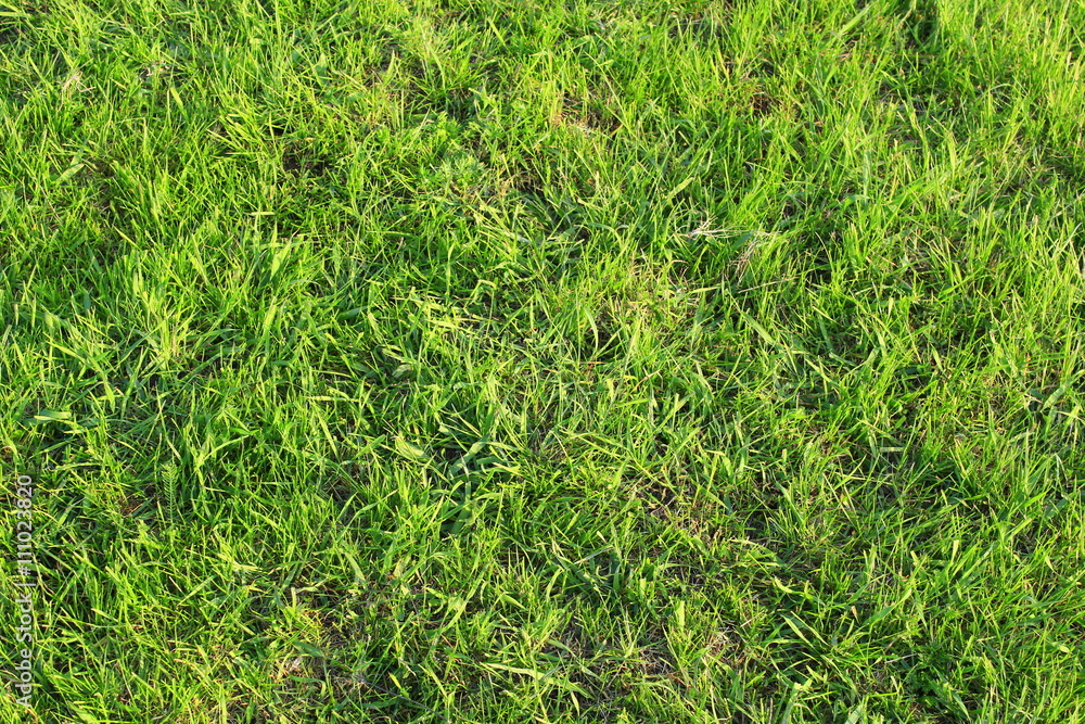 meadow with green grass meadow with green grass