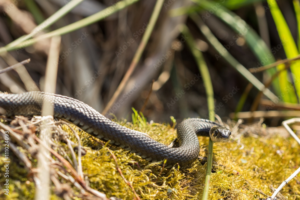 Fototapeta premium The grass snake Natrix Natrix basking in the sun.