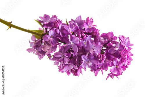 branch of blossoming purple lilac. Isolated on white background