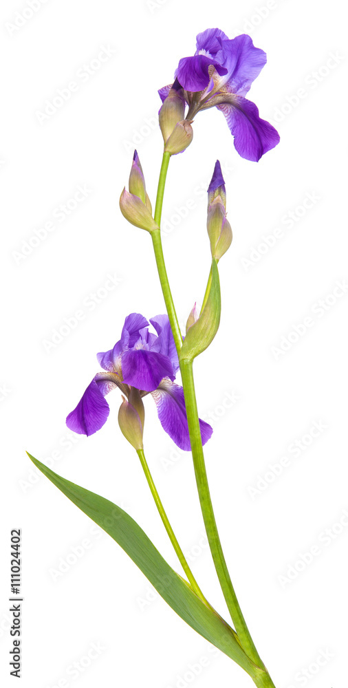 flower purple iris. Isolated on white background