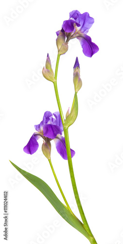 flower purple iris. Isolated on white background