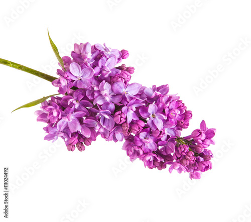 Flowering branch of lilac. isolated on white background