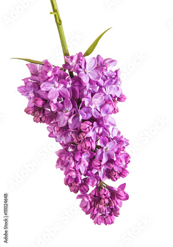 Flowering branch of lilac. isolated on white background