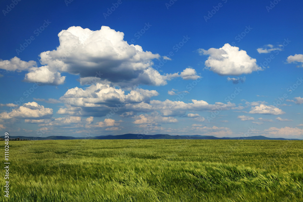 Field of wheat with cloudy blue sky
