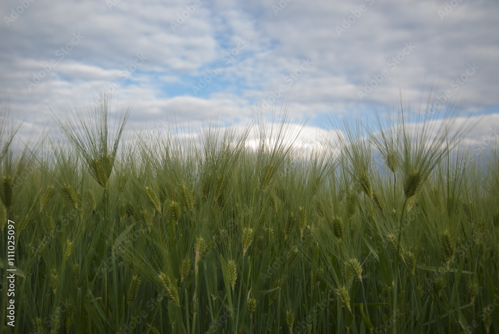 Unripe field of agricultural crops ( wheat, oat, rye, barley) Unripe field of agricultural crops ( wheat, oat, rye, barley)