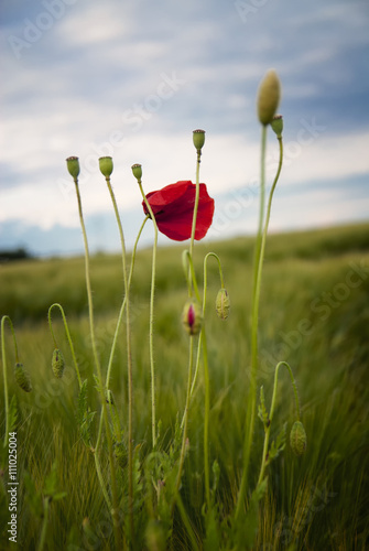 Fototapeta Naklejka Na Ścianę i Meble -  Red poppies at field with a blue sky and clouds in the background