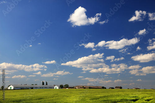 Field of green wheat and cloudy blue sky