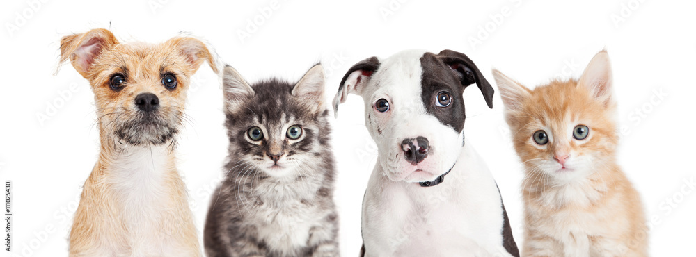 Horizontal banner of cute puppies and kittens