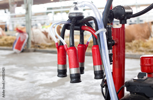 Milking machine in front of cows