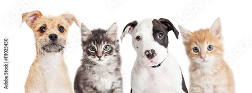 Horizontal banner of cute puppies and kittens © adogslifephoto