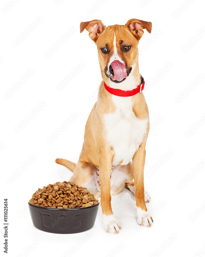 Hungry Dog With Big Bowl of Food Hungry Dog With Big Bowl of Food