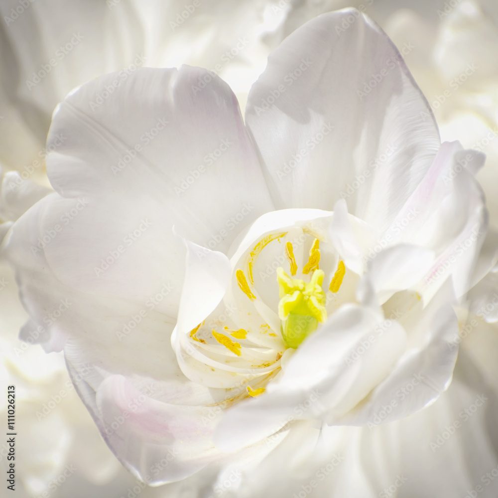Purity of White Tulip